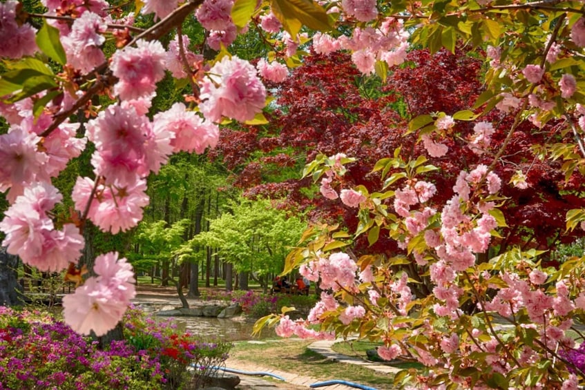 Picture 3 for Activity Seoul: Nami Island with Korea Garden & Petite France