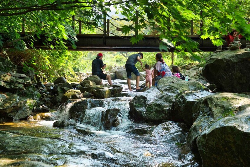 Picture 9 for Activity Seoul: Nami Island & Petite France with Optional Railbike