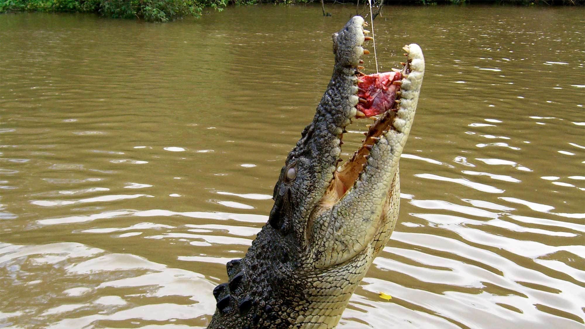 Half-Day Jumping Crocodiles Tour by Gray Line