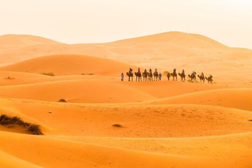 Camels ride towards the camp