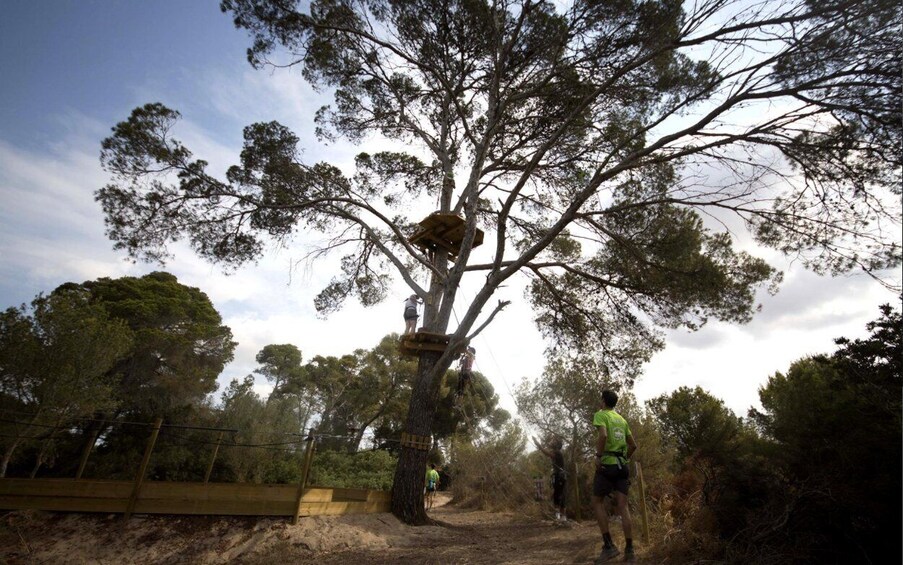 Picture 4 for Activity Mallorca: Forestal Park Family or Sport Course Adventure
