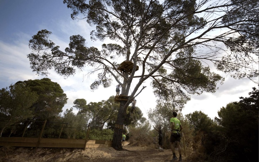 Picture 4 for Activity Palma: Family or Sports Course Adventure at Forestal Park