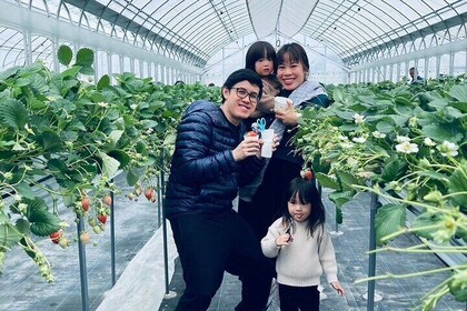 All You Can Eat Strawberry Picking in Izumisano Osaka