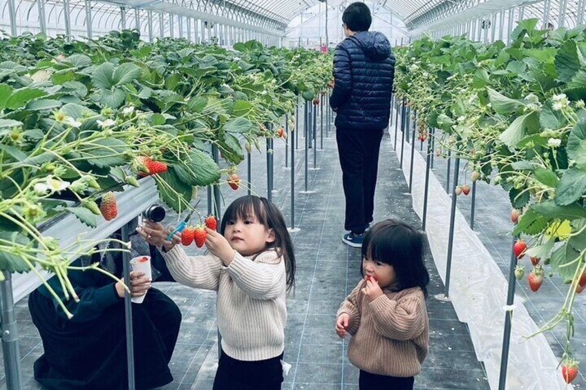 All You Can Eat Strawberry Picking in Izumisano Osaka 