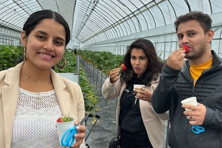 All You Can Eat Strawberry Picking in Izumisano Osaka 