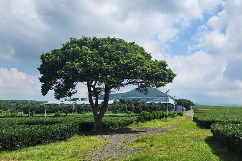 Jeju Art & Culture Tour: Bonte Museum- Tadao Ando, Arte Museum