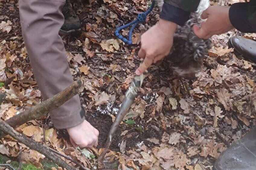 Truffle hunting experience with lunch and Chianti wine tasting