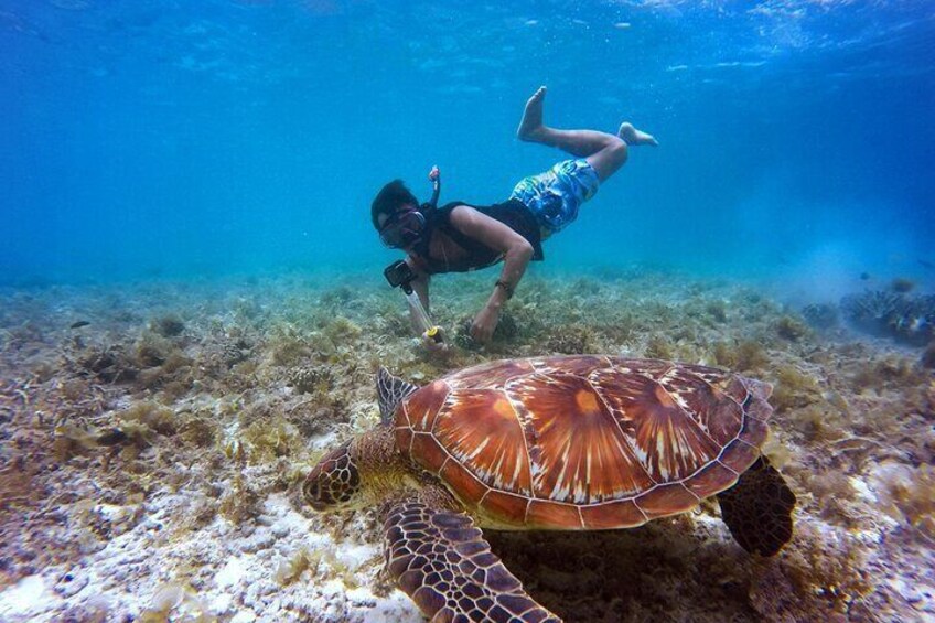 snorkel with turtles