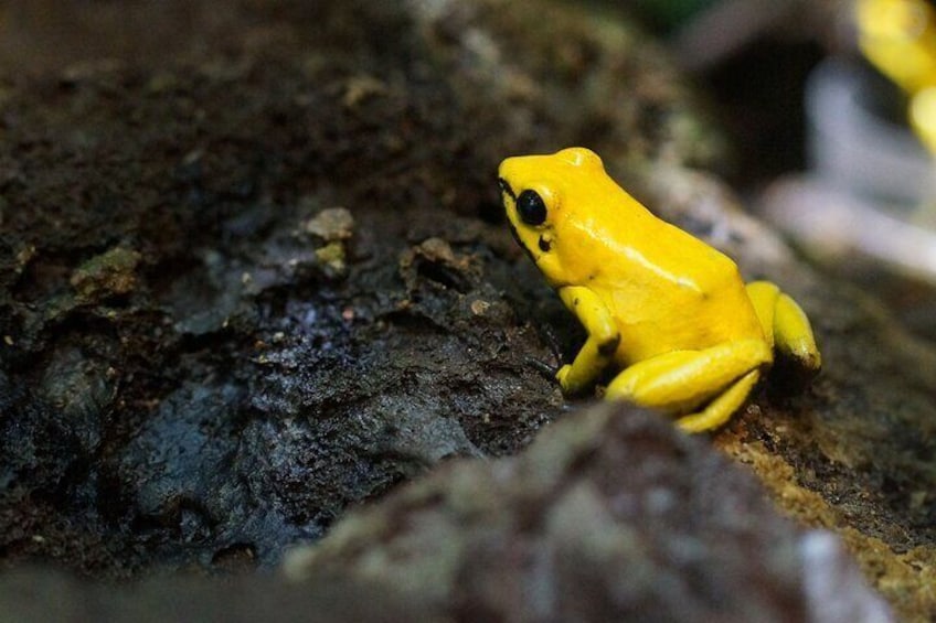 Guanacaste Rainforest Safari With Lunch