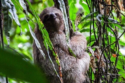 Guanacaste Rainforest Safari with Meal