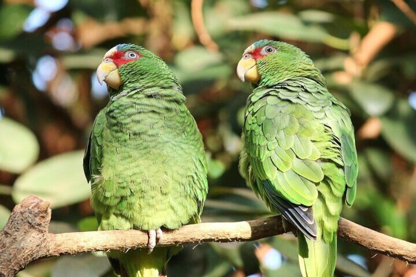 Guanacaste Rainforest Safari With Lunch