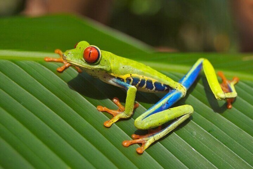 Guanacaste Rainforest Safari With Lunch