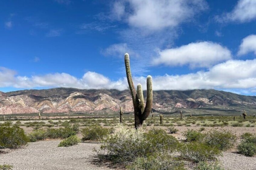 From Salta: Full-day tour to Cachi and Los Cardones National Park