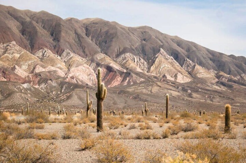 From Salta: Full-day tour to Cachi and Los Cardones National Park