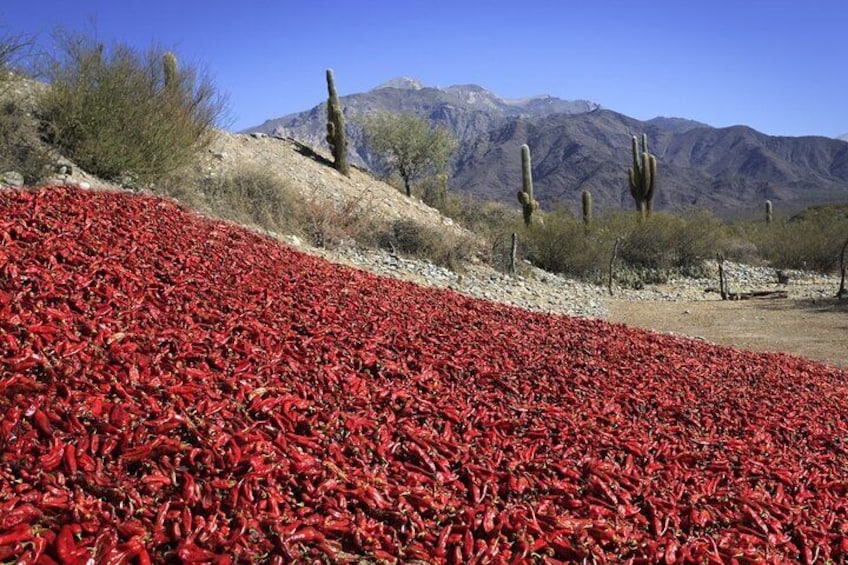 From Salta: Full-day tour to Cachi and Los Cardones National Park