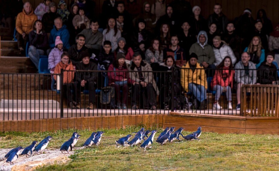 Picture 3 for Activity Oamaru: Blue Penguin Colony Evening Viewing Ticket