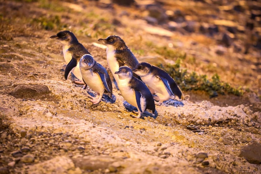 Picture 1 for Activity Oamaru: Blue Penguin Colony Evening Viewing Ticket