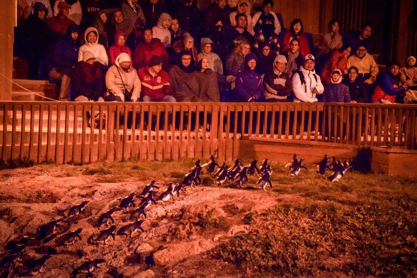 Picture 4 for Activity Oamaru: Blue Penguin Colony Evening Viewing Ticket