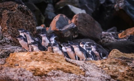 Oamaru: Abendticket für die Blaue Pinguinkolonie