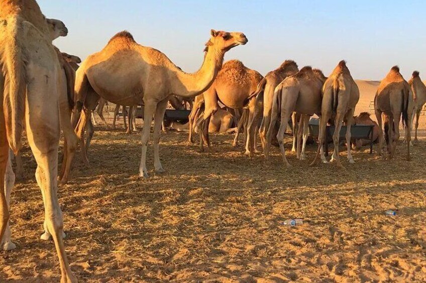 Overnight Private Desert Safari in Jeddah