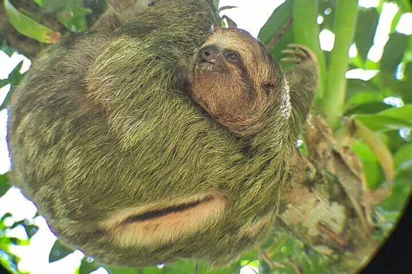 Private 2-Hour Sloth Watching Tour in La Fortuna