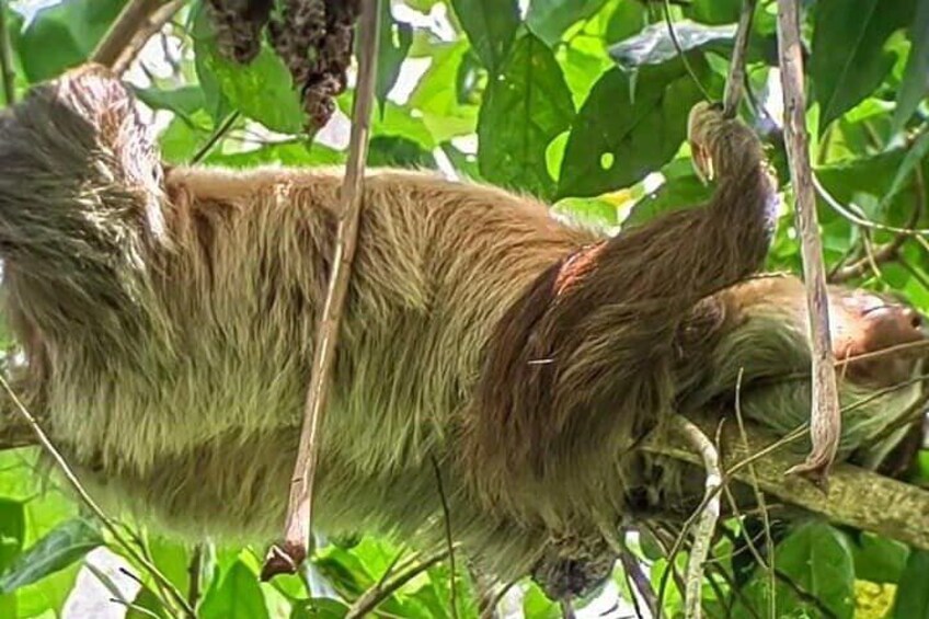Private 2-Hour Sloth Watching Tour in La Fortuna