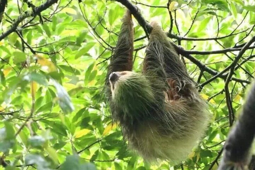 Private 2-Hour Sloth Watching Tour in La Fortuna