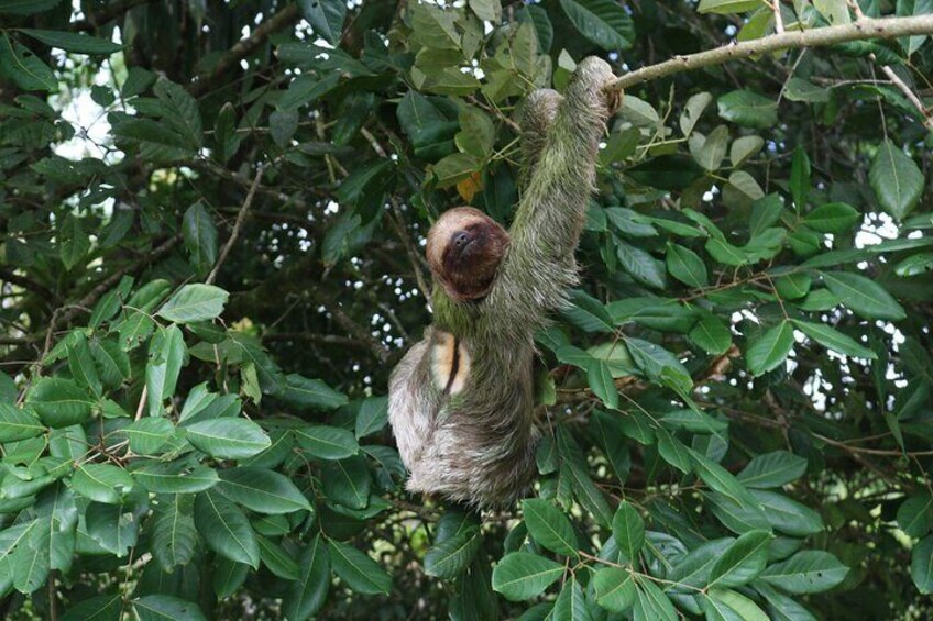 Private 2-Hour Sloth Watching Tour in La Fortuna