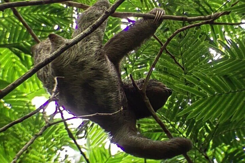 Private 2-Hour Sloth Watching Tour in La Fortuna