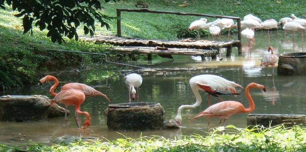 Picture 4 for Activity Kuala Lumpur: Zoo Negara Entry Ticket