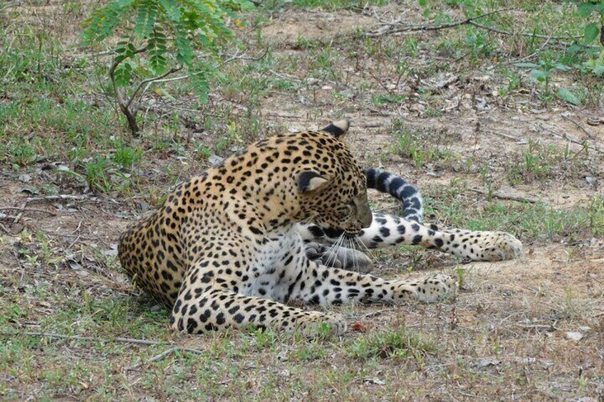 Special packages Yala National Park Safari with Leo
