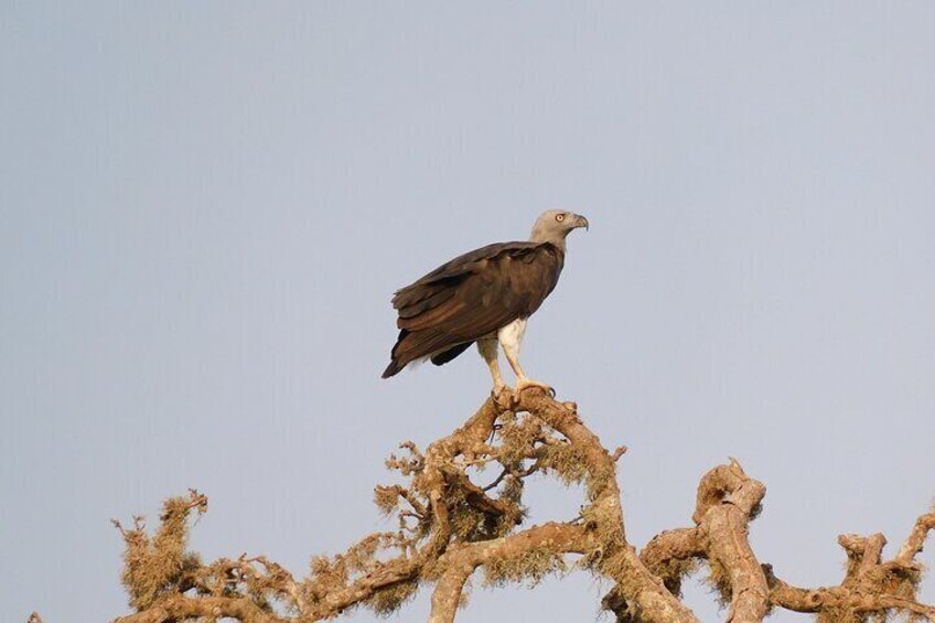 Special packages Yala National Park Safari with Leo