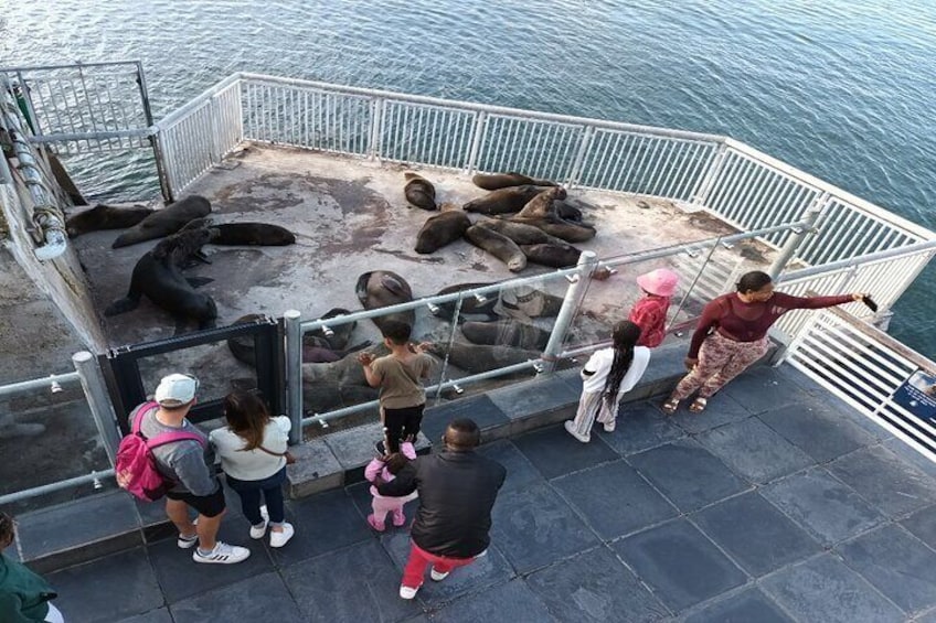 Travelers marvel at the seals which were enjoying the sunshine.