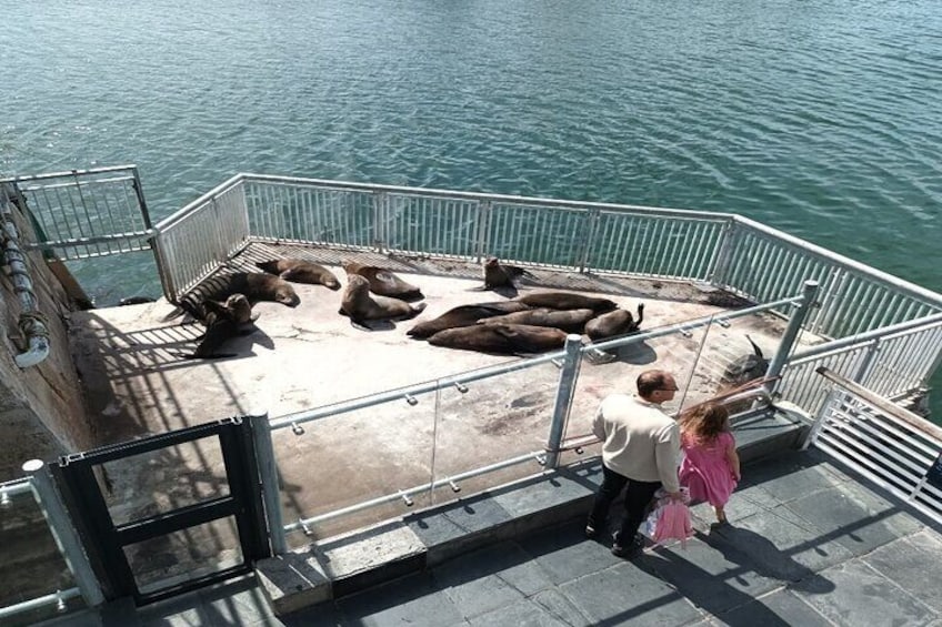 A group of seals relaxing beside the Gateway to Robben Island entrance