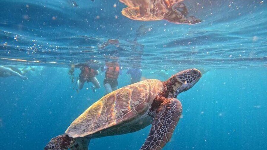 Enjoy snorkeling with the sea turtles!