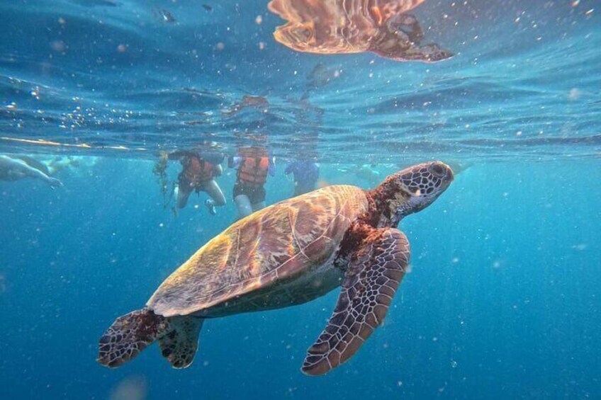 Enjoy snorkeling with the sea turtles! (Customer point of view)