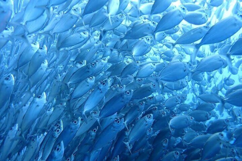 Magnificent Sardine run