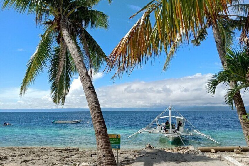 Oslob Whale Sharks Moalboal Sardine Run and Sea Turtles Tour