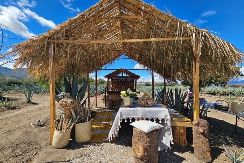 Hierve El Agua & Mitla Private Tour with Lunch in Maguey Fields
