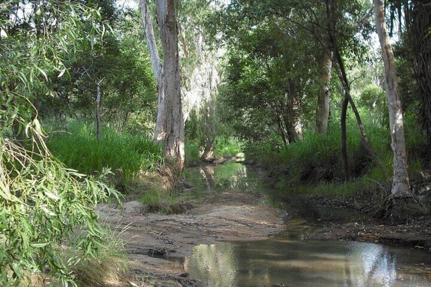 The west coast has the highest number of koalas on Magnetic Island.