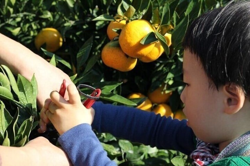 Jeju Tangerine Picking & Camellia Flowers Day Tour 