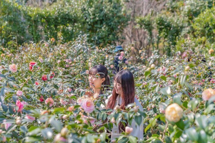 Camellia Flower and Tangerine Picking Jeju Private Tour