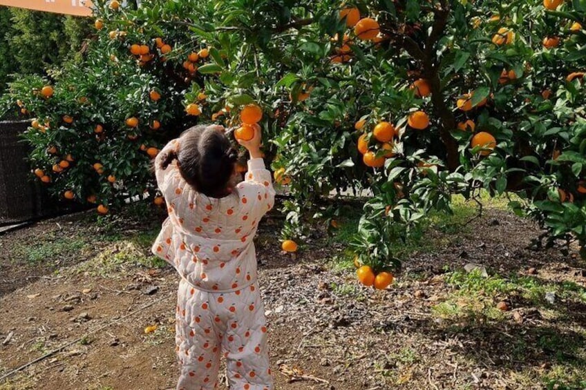 Camellia Flower and Tangerine Picking Jeju Private Tour