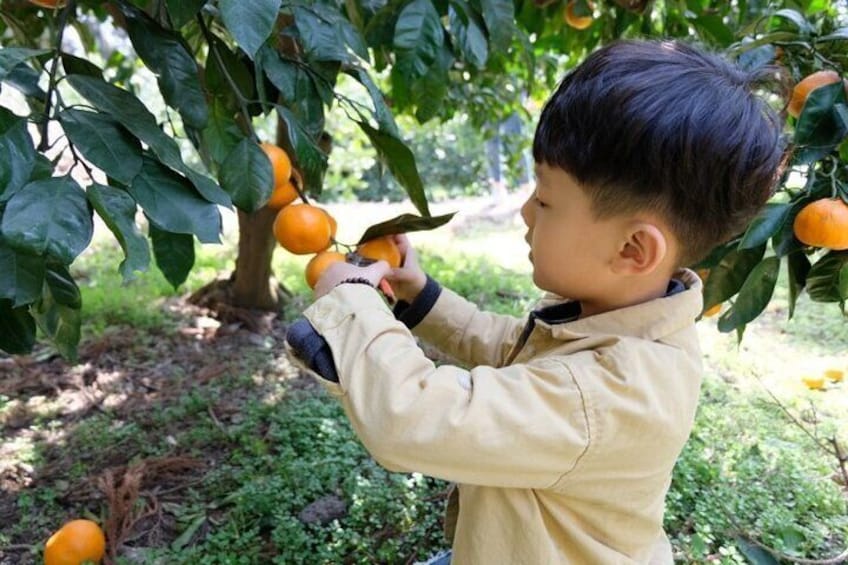 Camellia Flower and Tangerine Picking Jeju Private Tour