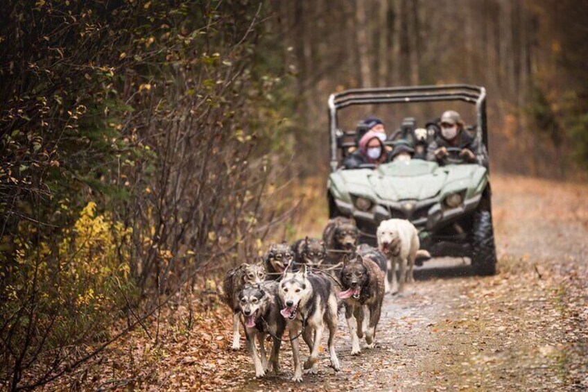 Rustling through the fall foliage!