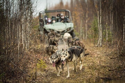 Private Autumn Foliage Mushing Cart Ride in Fairbanks