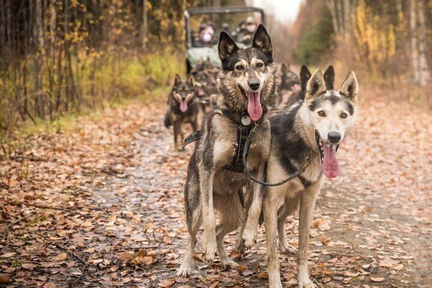 Happy Alaskan Huskies!