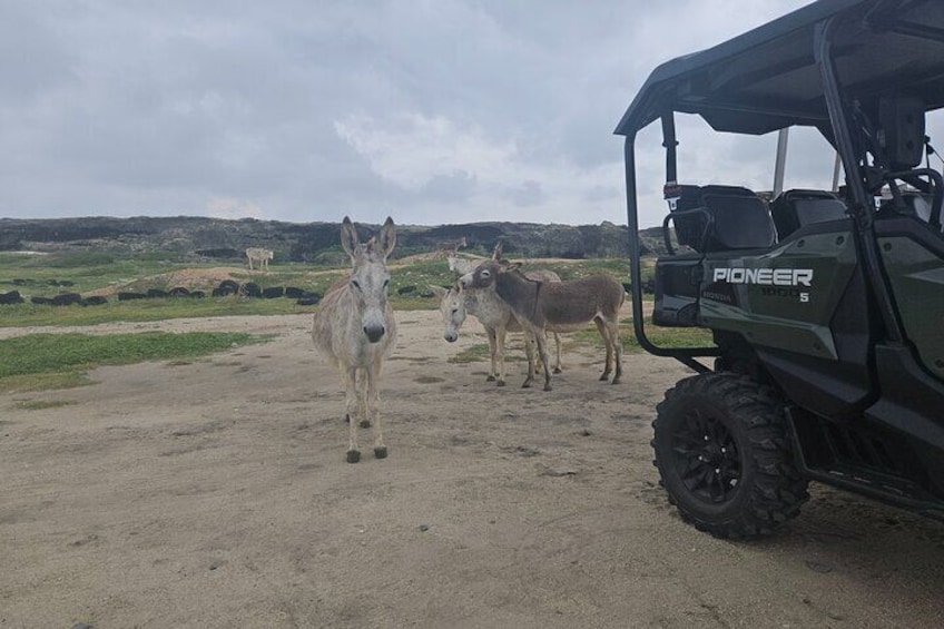 Half Day Island Tour in Aruba with 4 Seater UTV Ride