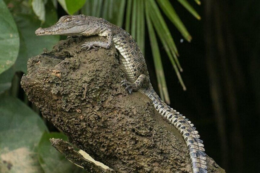 3B Daintree Rainforest, Mossman Gorge, Crocodile Wildlife Cruise