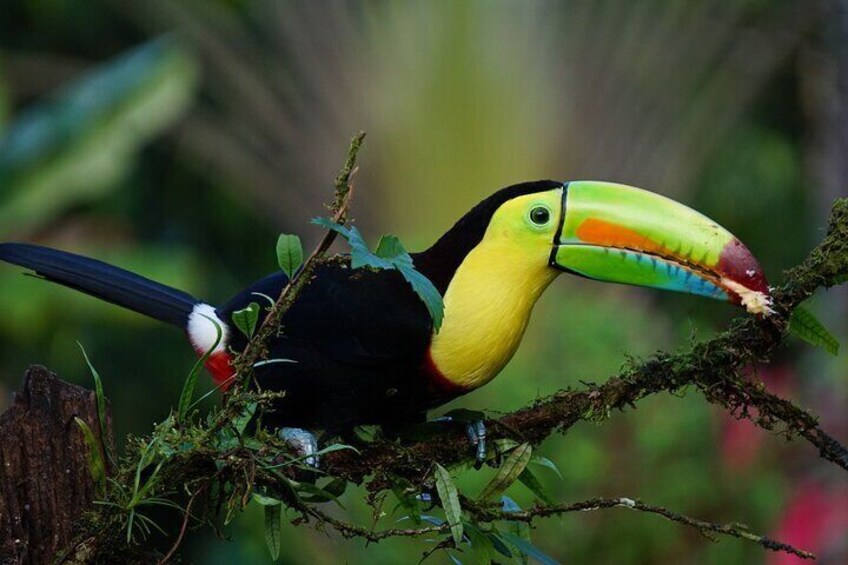 Tortuguero: Canoe tour + Night Jungle or Spawn Turtle
